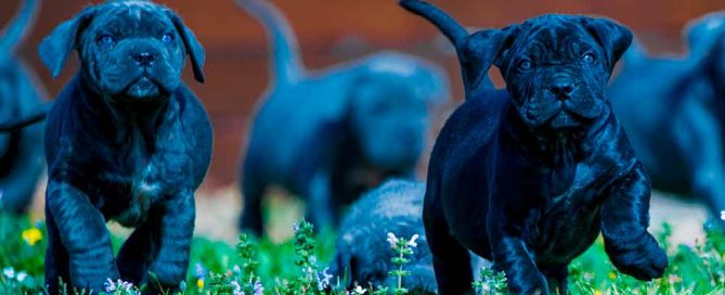 cane corso breeders in washington state and for sale cane corso puppies 16
