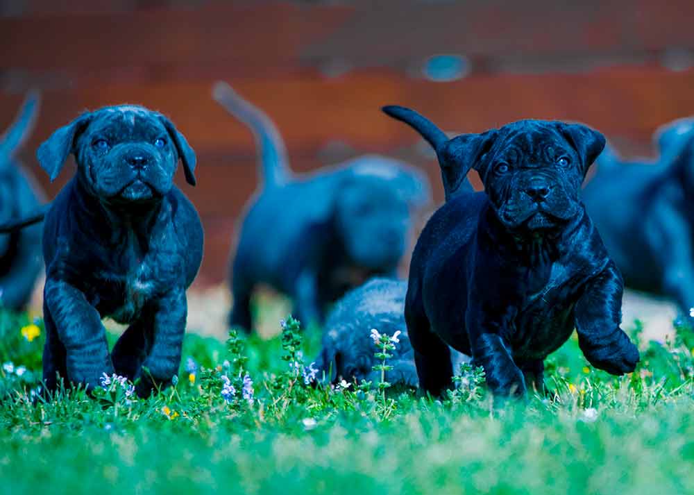 cane corso breeders in washington state and for sale cane corso puppies 16