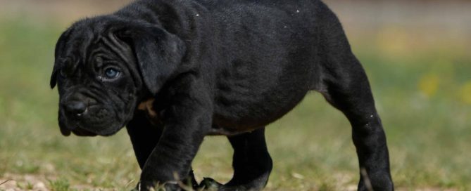 cane corso breeders in washington state and for sale cane corso puppies