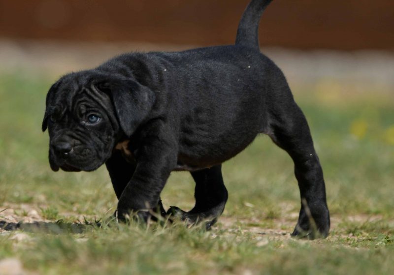buy cane corso in Denver and breeders of italian mastiff in Colorado