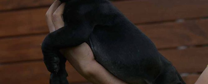 comprar cachorros de cane corso en Las Palmas de Gran Canarias y criadores de cane corso en Gran Canarias1