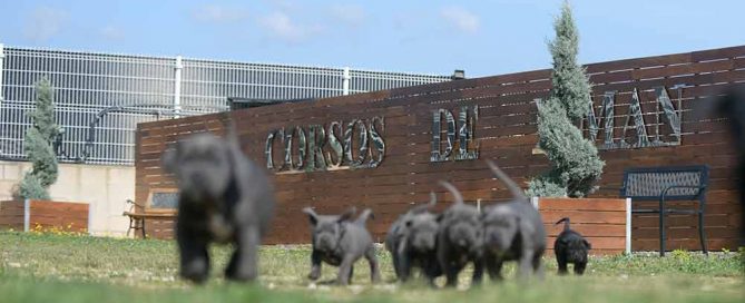 comprar cachorros de cane corso en Lugo y criadores de cane corso en Galicia