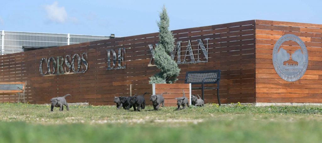 comprar cachorros de cane corso en Pamplona y criadores de cane corso en Navarra1
