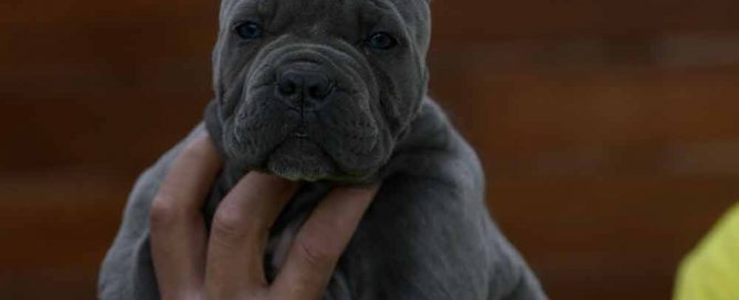 comprar cachorros de cane corso en Pamplona y criadores de cane corso en Navarra2