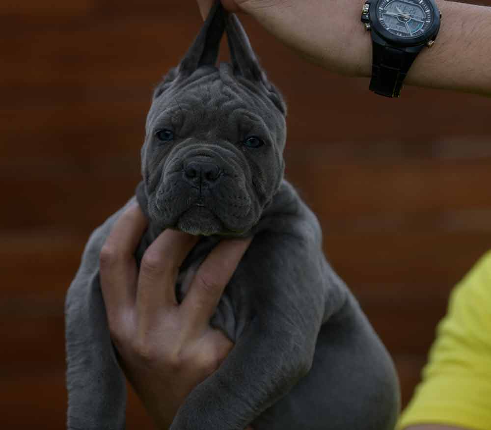 comprar cachorros de cane corso en Pamplona y criadores de cane corso en Navarra2