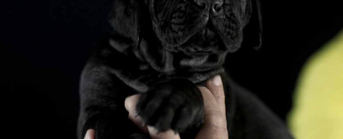 comprar cane corso en Aguascalientes y Criadores de Cane corso en Mexico