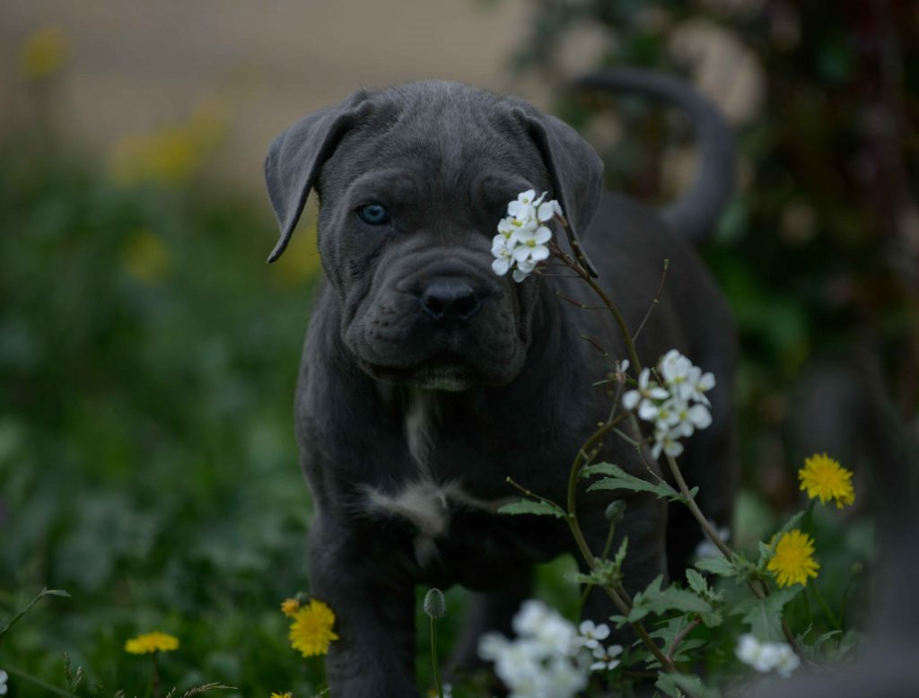 comprar cane corso en Girona y Criadores de cane corso en Cataluña