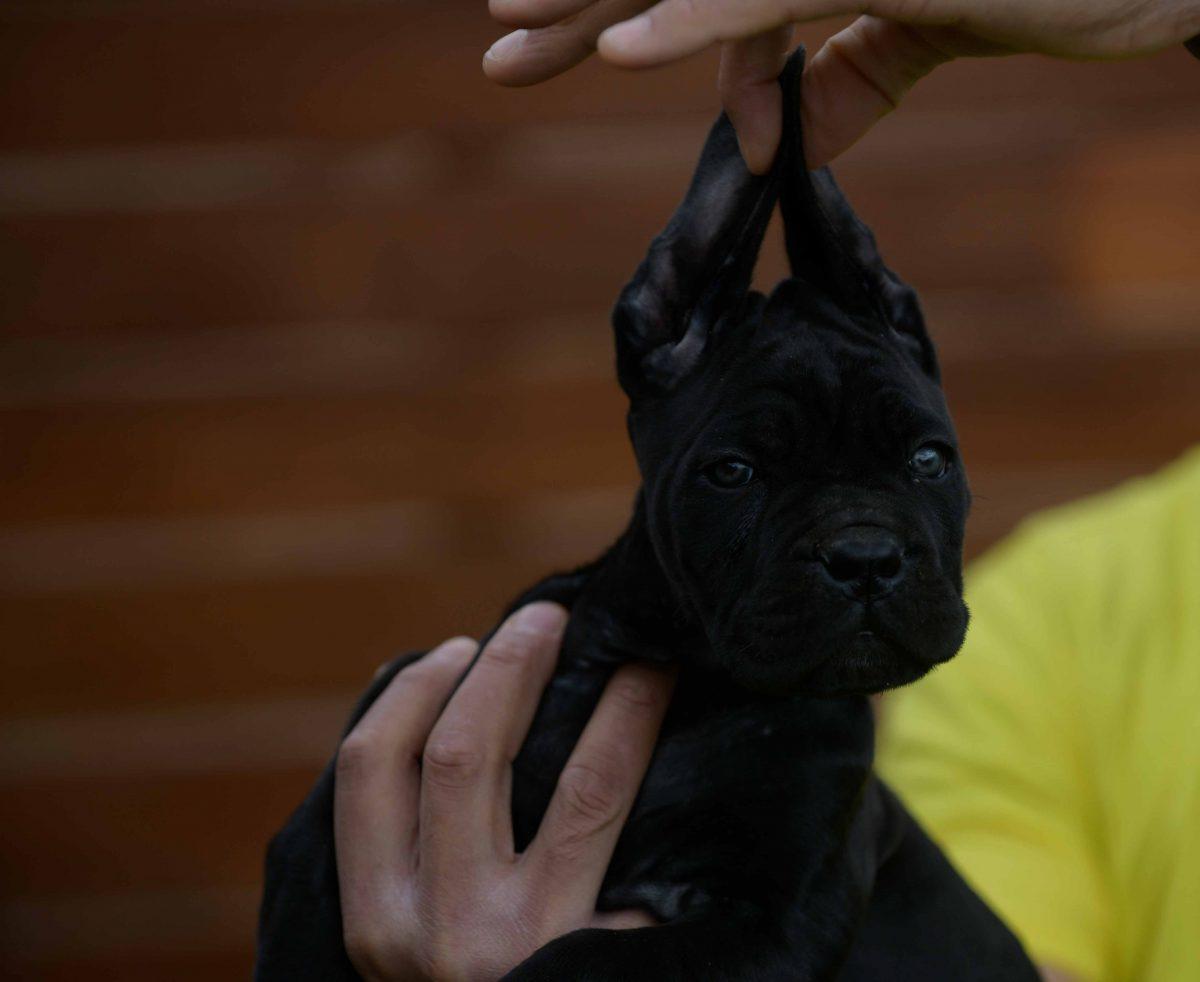 comprar cane corso en Girona y Criadores de cane corso en Cataluña2