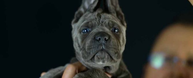 comprar cane corso en Menorca y criadores de cane corso en las Islas Baleares1