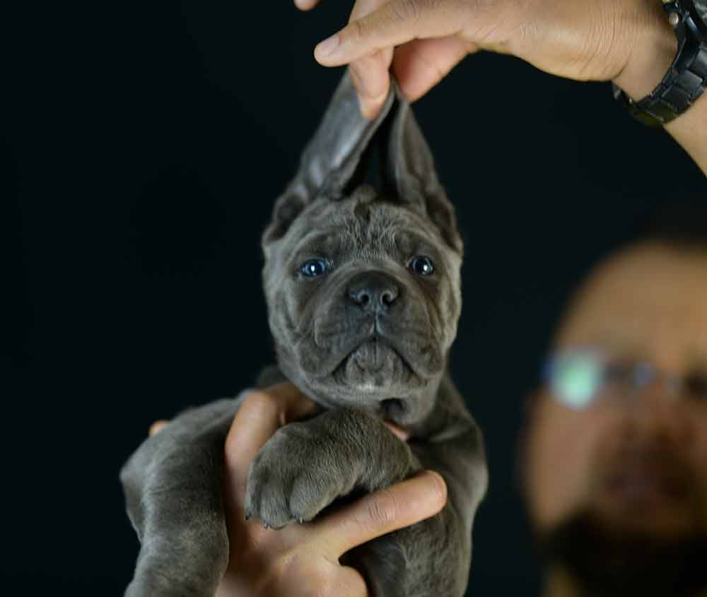 comprar cane corso en Menorca y criadores de cane corso en las Islas Baleares1