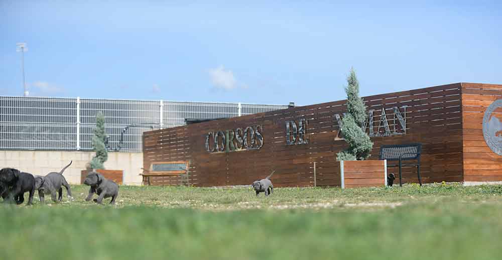 comprar cane corso en Menorca y criadores de cane corso en las Islas Baleares2