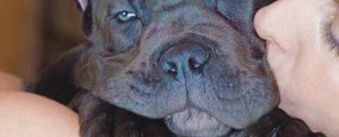 comprar cane corso en Puebla Mexico y venta de los mejores cachorros de cane corso en Mexico1