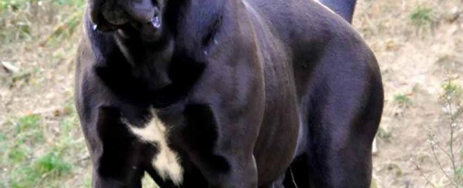 comprar cane corso en tegucigalpa y criadores de cane corso honduras1