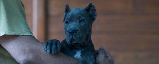 comprar cane corso italiano y venta de los mejores cachorros de cane corso en Buenos Aires