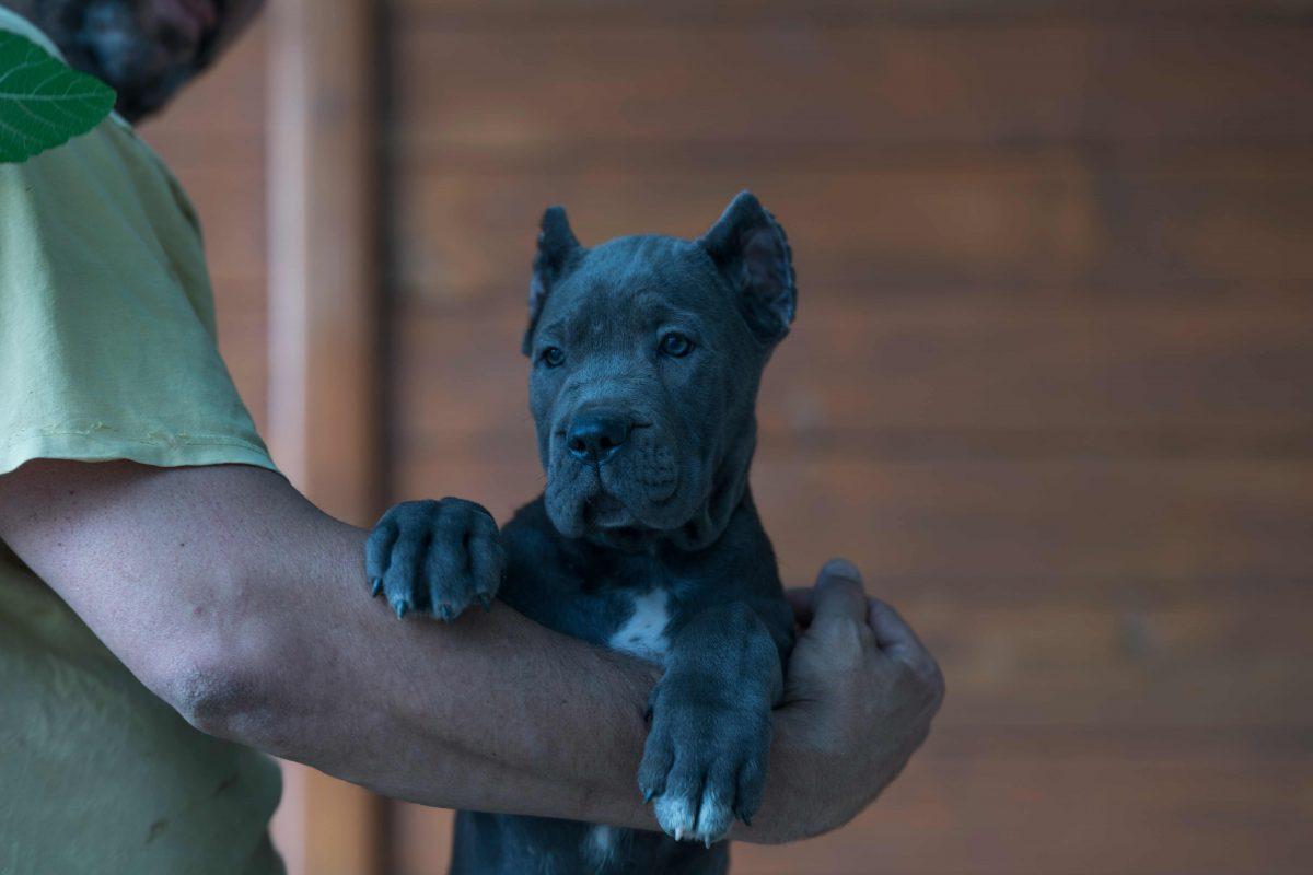 comprar cane corso italiano y venta de los mejores cachorros de cane corso en Buenos Aires