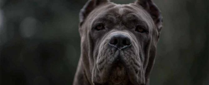 comprar cane corso y los mejores cachorros de cane corso en Nicaragua