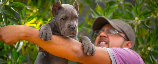 comprar cane corso y venta de cachorros de cane corso en Argentina
