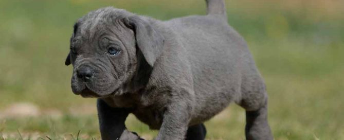 comprar cane corso y venta de cachorros en chihuahua Mexico2