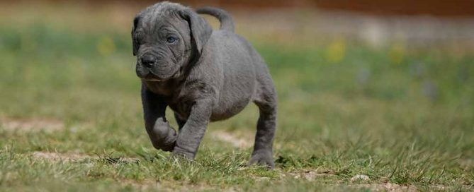 comprar de cane corso en tuxtla y criadores de cane corso en Chiapas Mexico