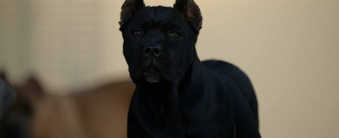 comprar en cane corso guayaquil Ecuador y venta de los mejores cachorros de cane corso en Ecuador3