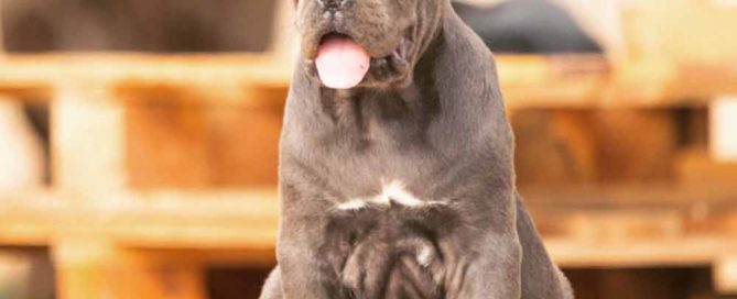 comprar un cane corso en Valencia Venta de los mejores cachorros de cane corso en España Valencia