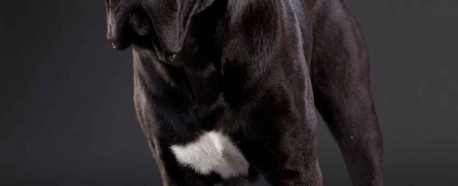 criaderos de perros cane corso en paraguay Venta de cachorros de cane corso Italiano2