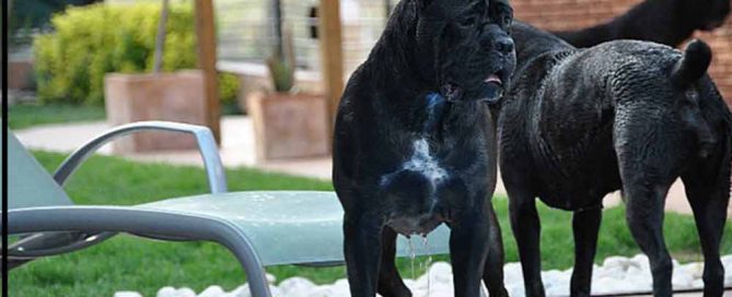 criadores cane corso italiano en argentina y venta de cachorros de cane corso2