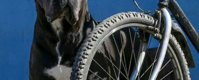 donde comprar cane corso y venta de cachorros de cane corso en Puebla Mexico