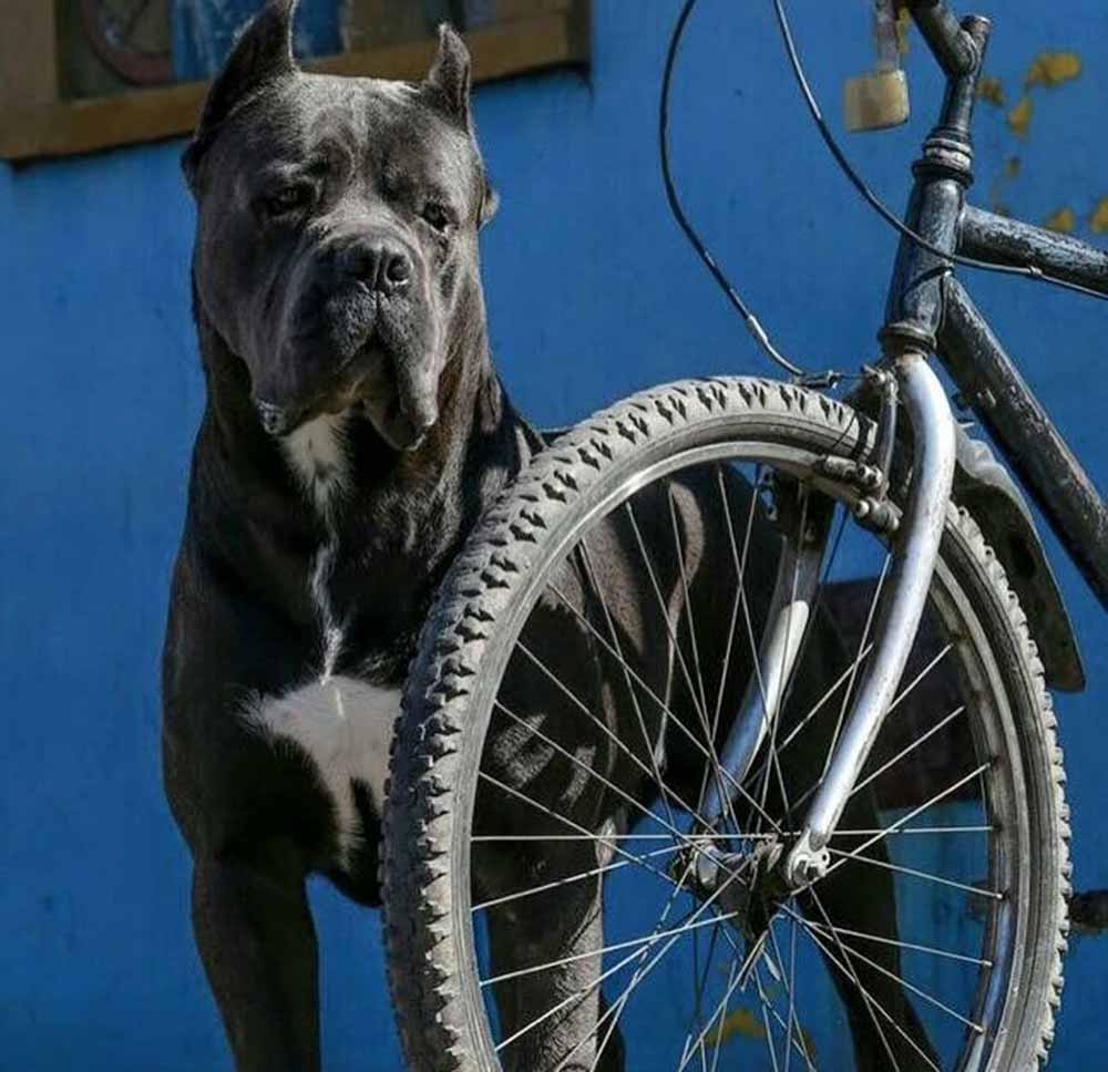 donde comprar cane corso y venta de cachorros de cane corso en Puebla Mexico