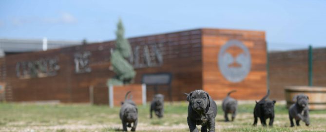 donde comprar perro cane corso y venta de cachorros de cane corso en Zaragoza1