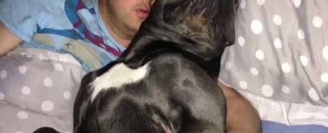 donde comprar un cane corso y venta de cahorros de cane corso en León Guanajuato