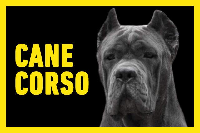 donde comprar un cane corso y venta de cahorros de cane corso en León Guanajuato3