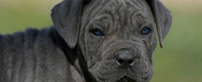 venta cane corso en monterrey y criadores de cane corso en Nuevo Leon
