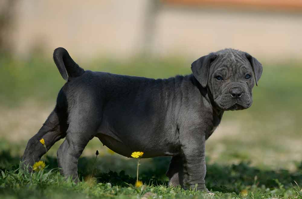 venta de Cane corso en Pachuca de Soto y cachorros en Hidalgo1