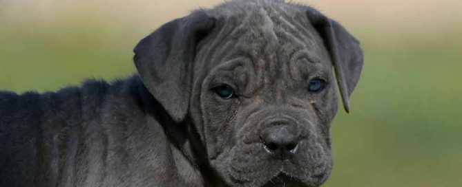 venta de Cane corso en Pachuca de Soto y cachorros en Hidalgo2