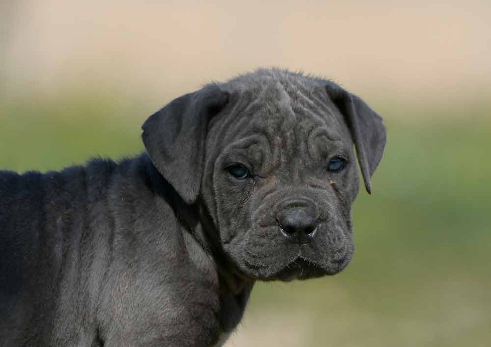 venta de Cane corso en Pachuca de Soto y cachorros en Hidalgo2