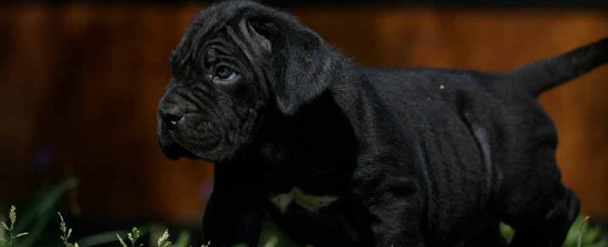 venta de cane corso Guanajuato y cachorros disponibles en Mexico