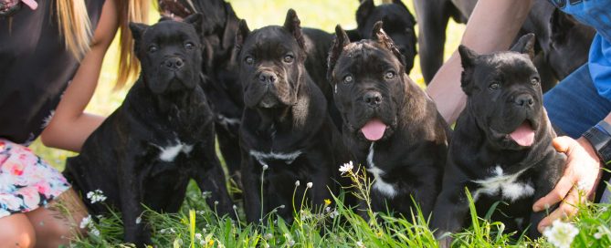 venta de cane corso donde comprar los mejores cachorros de cane corso italiano en Mexico3