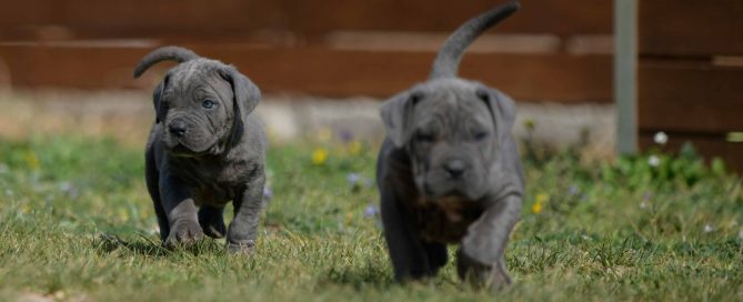 venta de cane corso en Coahuila y criadores de Cane corso en Mexico