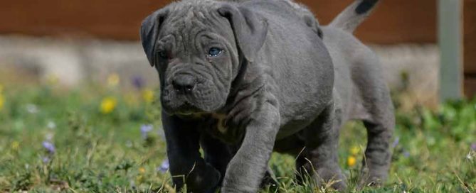 venta de cane corso en Durango y Criador de Cane corso en Mexico