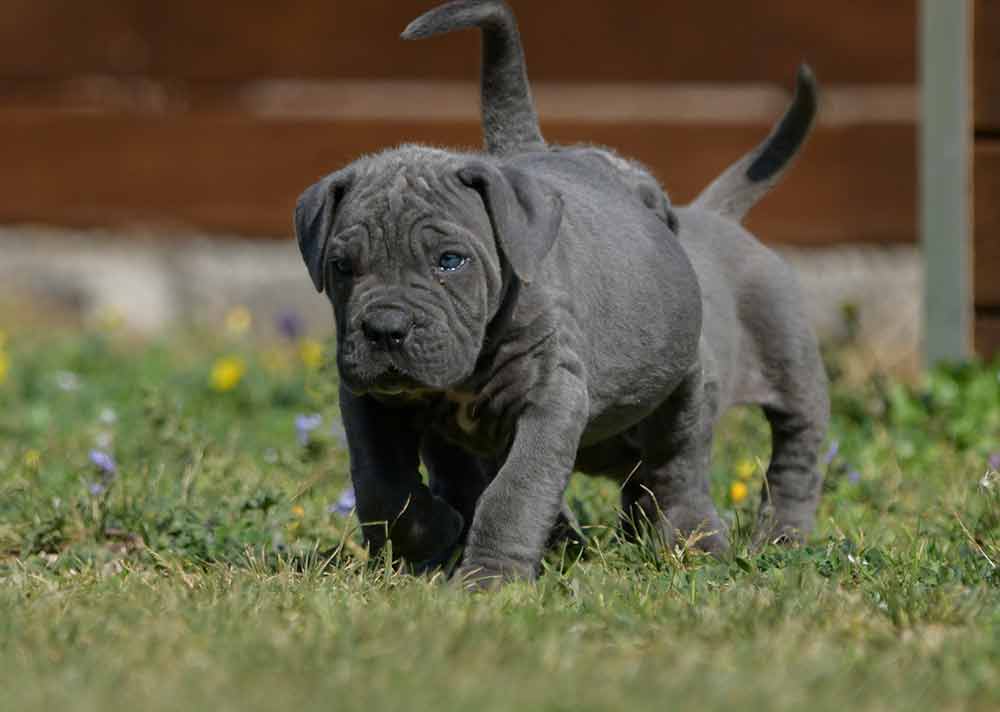 venta de cane corso en Durango y Criador de Cane corso en Mexico