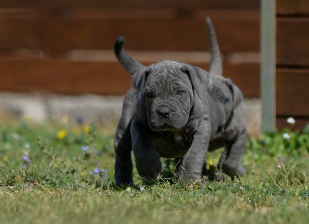 venta de cane corso en Durango y Criador de Cane corso en Mexico2