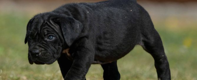 venta de cane corso en Guerrero y criadores de cane corso en Chilpancingo de los Bravo Mexico2
