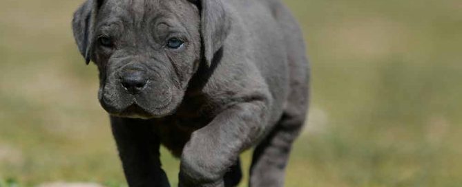 venta de cane corso y comprar cachorros en campeche mexico