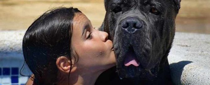 where buy cane corso and for sale cane corso puppies in Albuquerque Usa3