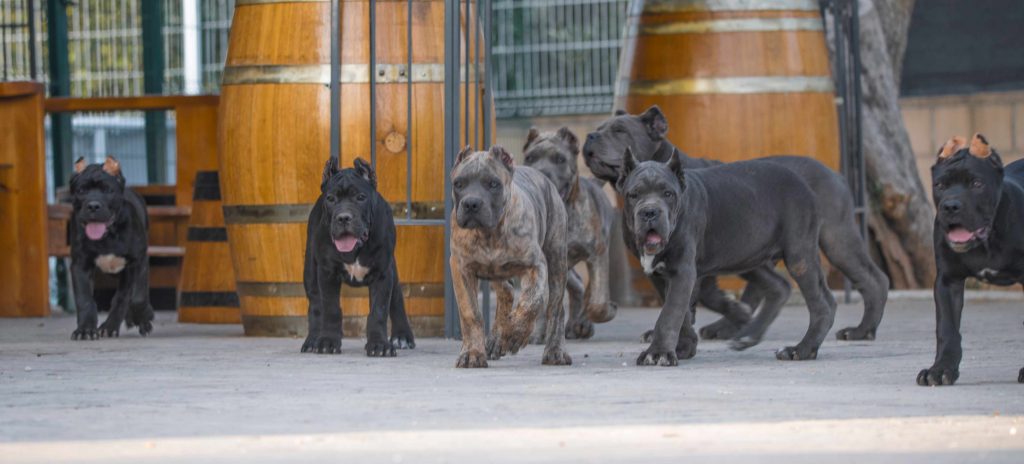 where buy cane corso and for sale cane corso puppies in Derby UK3