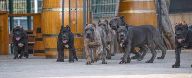 where buy cane corso and for sale cane corso puppies in Derby UK3