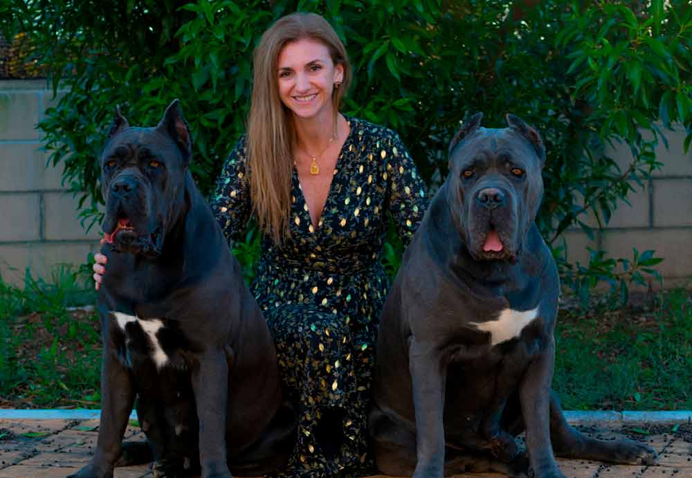 where buy cane corso and for sale cane corso puppies in Illinois3