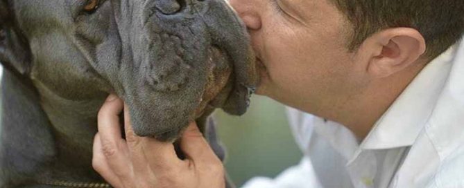 where buy cane corso and for sale cane corso puppies in Savannah Usa2