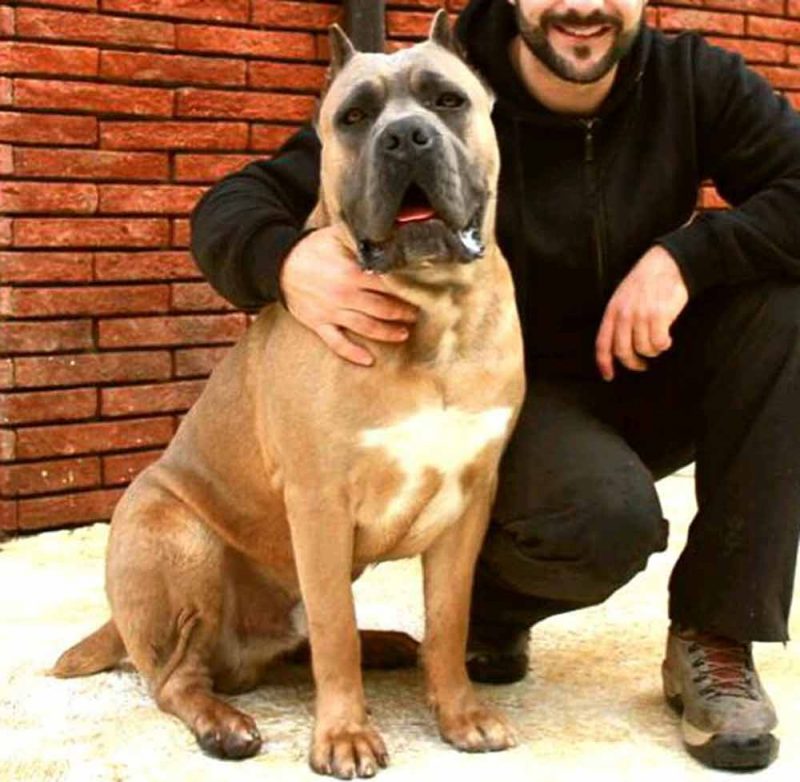 where buy cane corso and for sale cane corso puppies in Savannah Usa Cane Corso Barcelona